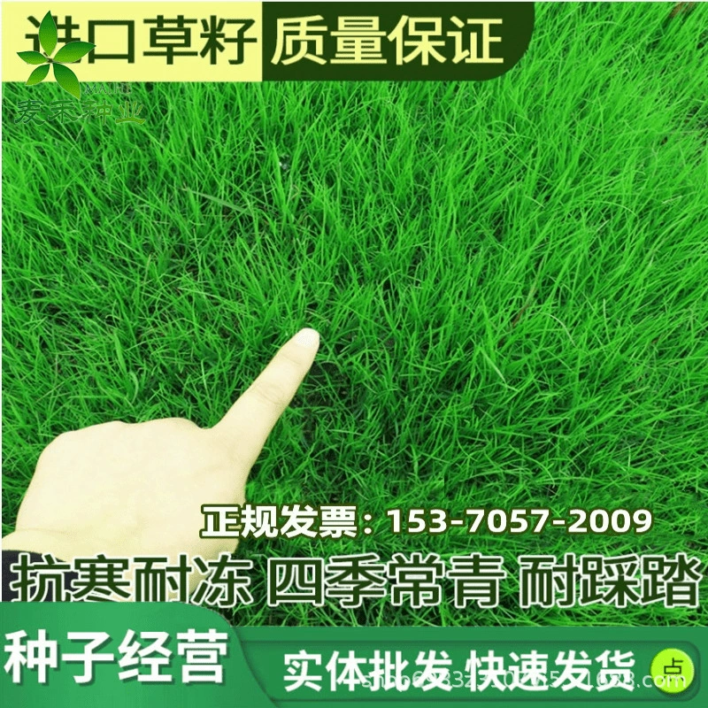 Защита склонов семян газонной травы и фиксация почвы Проект озеленения видов Бермудской травы Four Seasons вечнозеленая трава райграс холод и засухоустойчивость