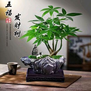 �帣�R�T�lؔ�����Ԅ������p�������辰���愓��GֲȤζ�ļ����G