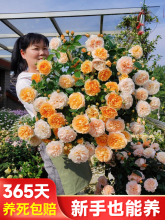 ��֭�̨�¼����԰������҃Ȼ���ֲ�ﻨ�������Nޱ���������_���l