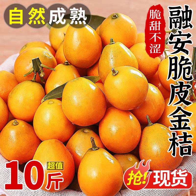 广西融安脆皮金桔桂林小金桔整箱包邮新鲜现摘水果当季一件代发