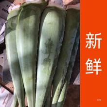 库拉索芦荟植物盆栽可敷脸食吃用叶片新鲜叶子大颗灌肤美容院专用