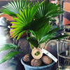 Evergreen Foliage Botany Chinese fan palm Potted plant Dwarf Palm Flower seedlings indoor balcony a living room desktop Green plant