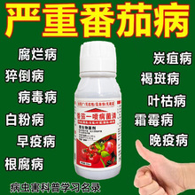 番茄病菌清西红柿病毒病番茄病卷叶防裂果枯萎卷叶果腐炭疽灰霉病
