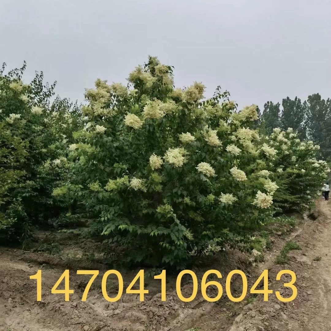 "Кластер тиранных гвоздик" Однополюсный тиранная Гвоздика рассады оптом