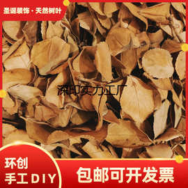 自然干树叶diy自然落叶枫叶竹叶枯树叶标枯叶装饰拍摄道具真叶子
