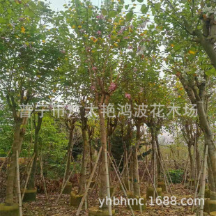 �V�|�Ռ��G������ľ�����ֲ���ľ�����GС��t���m�����G�G����