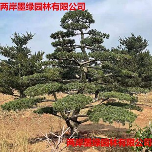 �S��ֱ�� ��������� �@�ֹ���   �G����ľ   �G����N