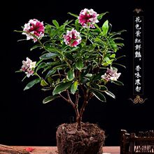 金边瑞香盆栽浓香型带花苞室内老桩客厅观花植物耐寒四季年宵花卉