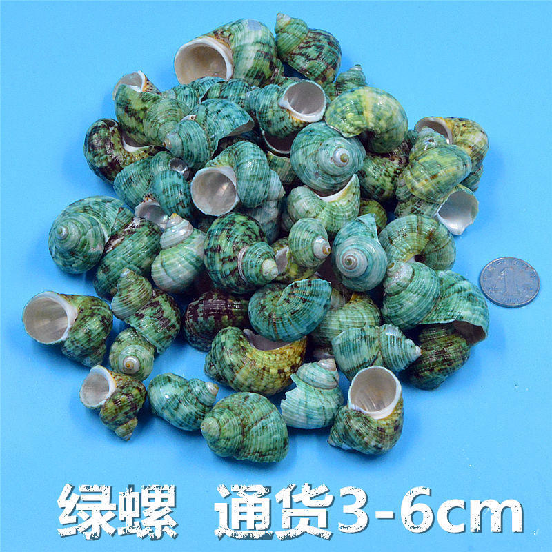 Green Snail Natural Shell Conch Fish Tank Landscape Kindergarten Hand Perforated Floating Bottle Decoration Hermit Crab Replacement Shell
