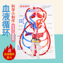 小学生科学实验器材 DIY人体血液循环模型幼儿园科技小制作批发