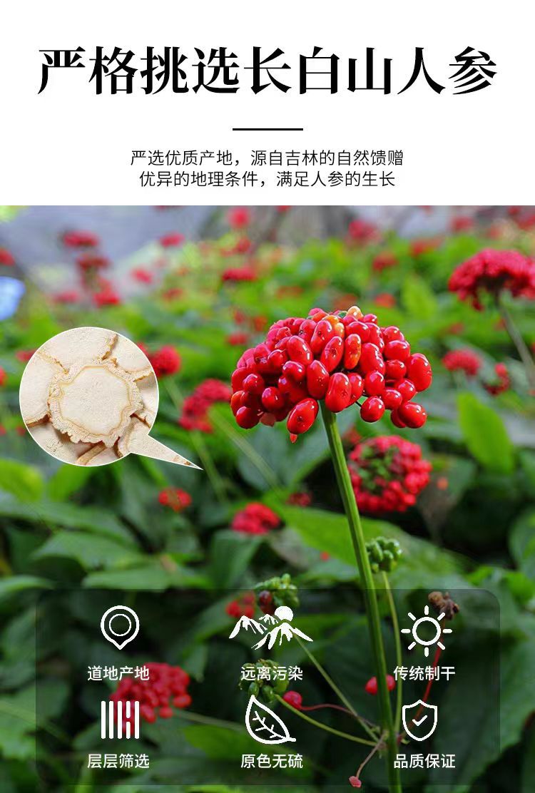 Changbai Mountain White Ginseng Slices (Panax ginseng) — Sun-Dried Ren Shen Slices, 500g overview