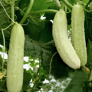 ������~���S�ϷN����Ʒ�N�׹��Ѵ����׷N�߮a�r���߲��яS��ֱ�N