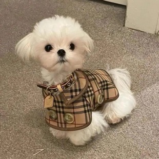 Small Dogs Are Anti-Shedding in All Seasons, Spring & Fall Clothing, Pet Dog Clothes, Thin, Fashionable, British Style Couple Windbreaker