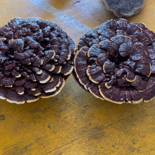 ���`֥ ��ͥ�[�� �^�p�`֥ �k���Ҕ[�� �a��ֱ��  ��ɫ���x