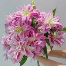 重瓣百合伊莎贝拉莲花百合云南昆明重瓣香味百合斗南基地批发