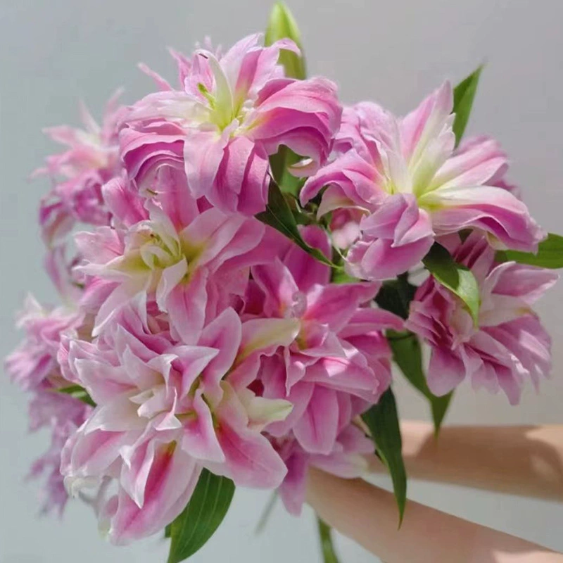 Двухлепестковая лилия Изабелла, лотос-лилия Юньнань Куньмин, двухлепестковая ароматная лилия Дунань, оптовая база