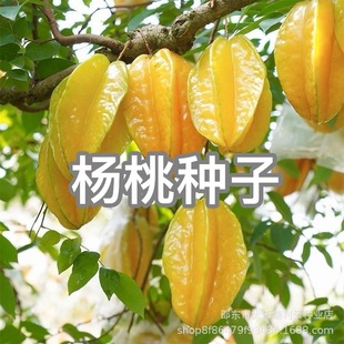 ���ҷN���R�������t�ļ�����ҹ������Ϸ�ͥԺ�ļ��Nֲ