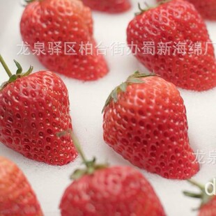 Strawberry Sponge Packaging / Turnover Strawberry Sponge Packaging / Bubble Wrap Strawberry Sponge Packaging / Buffer Strawberry Sponge