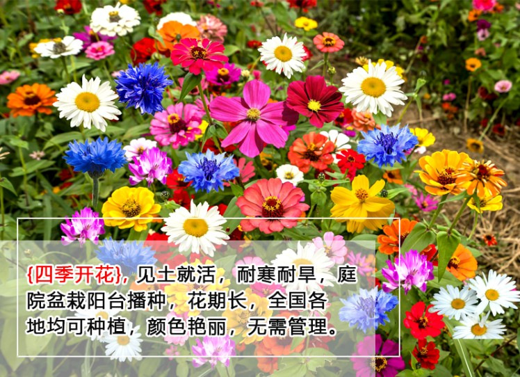 O1CN01kSEpV31ZM21ERmRx3_!!2206