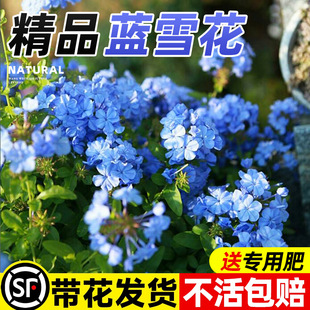 Blue Snowflake Seedlings Potted Balcony Garden Courtyard Climbing Vine Flower Viewing Heat-Resistant Easy-To-Live Flower Plant Indoor Flower