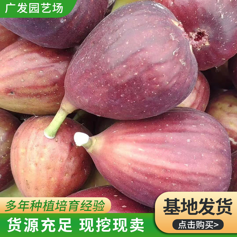 山东波姬红无花果地栽苗 南北方当年结果 占地1-5公分无花果苗