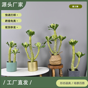 ���������ɳ��ֲ��������ɳĮ�쾰�Gֲܛ�b�Ӱ��g�̈�����������