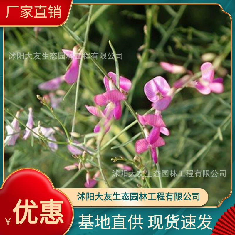 База цветочных палочек оптом разнообразие цветочных палочек собственного производства полный проект живописного ландшафтного дизайна Зеленые саженцы