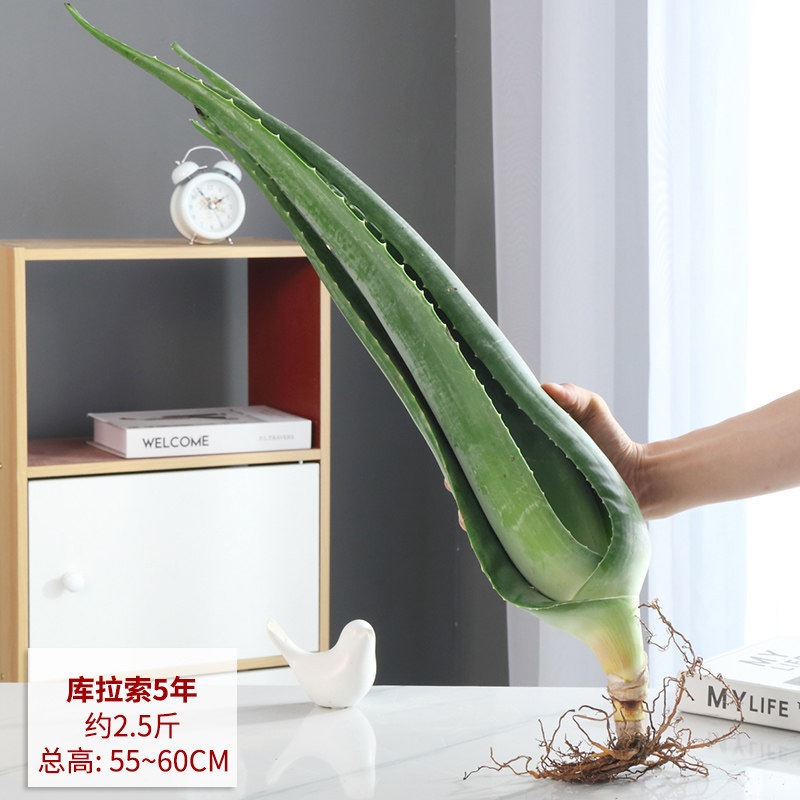 Curaçao aloe vera 5-year-old seedling