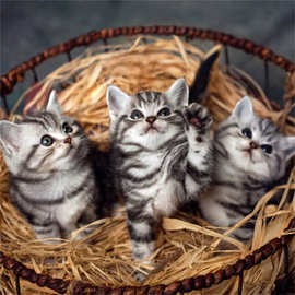 猫咪活物幼崽宠物小猫活体英短矮脚蓝猫美短金银渐层加菲布偶幼猫