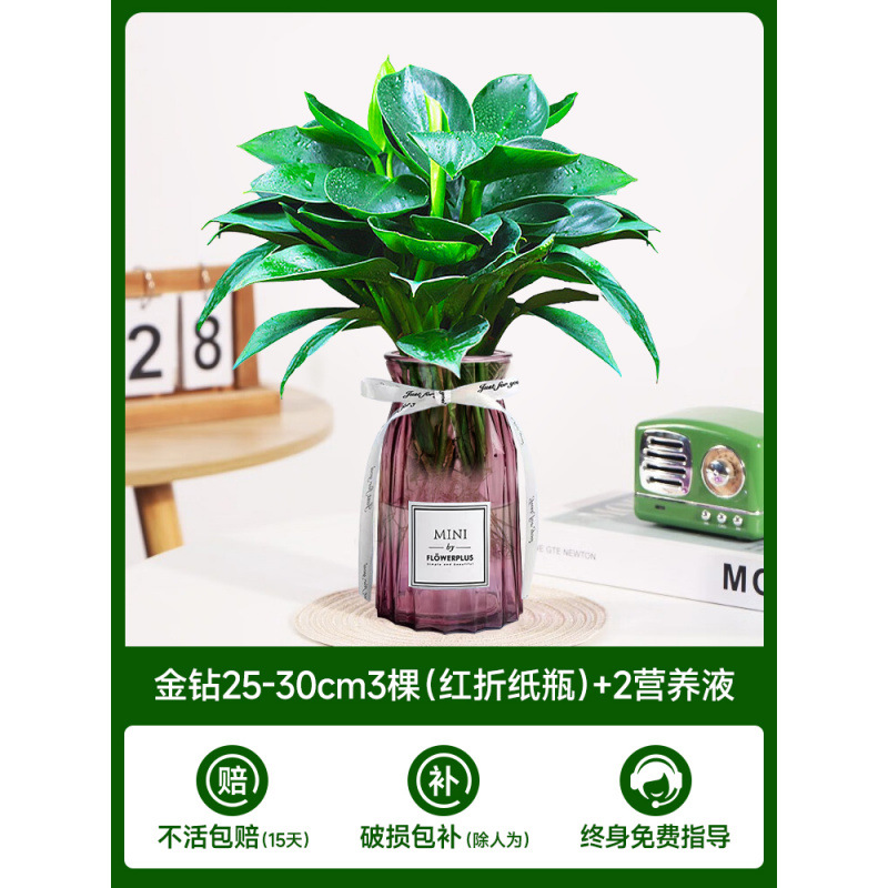 수경 금다이아몬드 25-30cm 3그루(빨간 종이접기병) + 영양액 2개