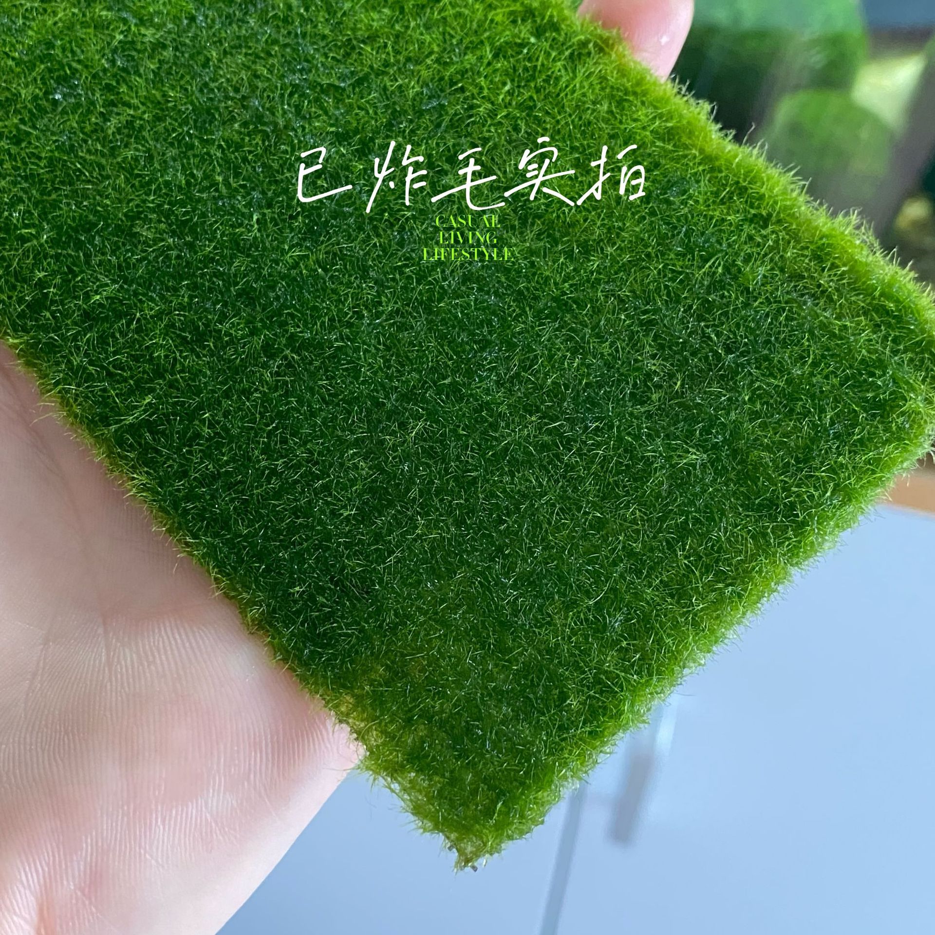 真水草马里莫藻片耐活百年幸福海藻球网片版操盘淡水植物鱼缸装饰