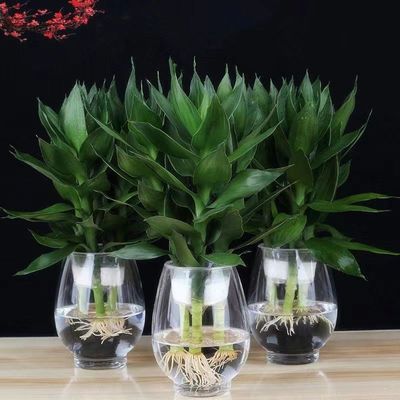 Dracaena sanderiana Dedicated vase Water to keep Hydroponics Guanyin Zhu Egg Roots Bamboo shoots Colorful Alocasia