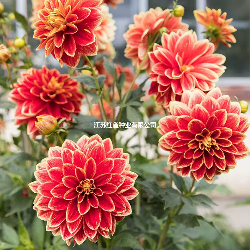 Георгины Семена Мяч Двор Посадка Крытый Балкон В Горшке Хризантема Георгины Сладкий Картофель Цветок Корень Цветочное Растение Сладкий Картофель