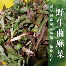 野生苦麻菜种子曲麻菜营养口感鲜嫩抗病速生春秋阳台盆栽菜籽
