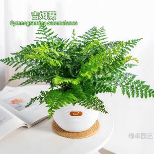 ��ķާ���ԾW�tާ�ֲ���k���ҾGֲ�҃ȚW��ާƽ��ާ��ʯާ�F��ާ
