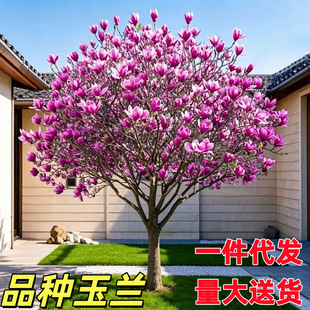 �����m������ͥԺ�e���^�p��ľ��ɫ�Sɫ�tɫ���ԾG��ֲ�ﾰ�^����