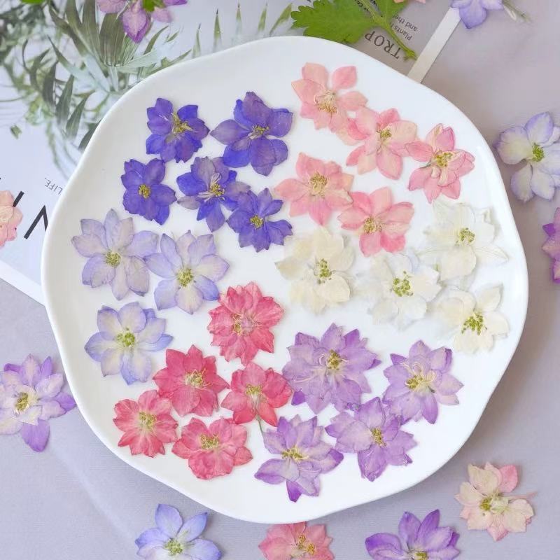 Dried Flower Pressed Flower Material Pack of 100 Pieces, Real Flower Specimens of Phalaenopsis and Eremophora, DIY Materials