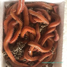 沙蚕活饵海蜈蚣海蚯蚓青虫活饵海钓饵鲤鱼饵野钓海钓活沙蚕无