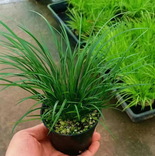 ������ֱ����С���Ի���ֲ���辰���� 80�������