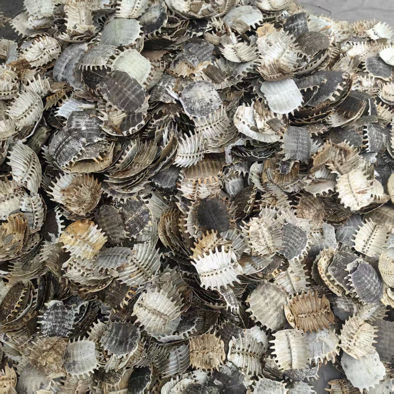 Dried Turtle Shell Bie Jia 500g Traditional Chinese Herb Sun-Dried Raw Material quality and texture