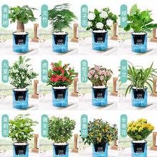 �G�}�lؔ��������⻨������ֲ���҃ȱ��ɸ��F��ˮ��С�Gֲ���B��