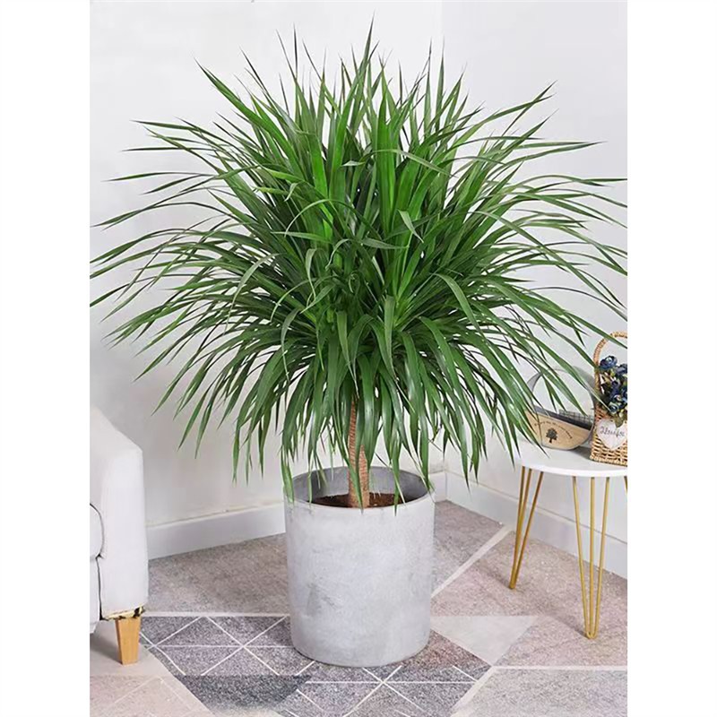 龙血树客厅绿植四季常青好养盆栽老桩多头龙须树室内大型落地盆景