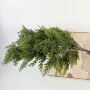 仿真室外植物松针美人松