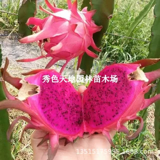 火龙果苗盆栽红心麒麟果树果苗火龙果特大黄燕窝苗火龙当年结果
