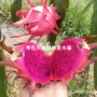 盆栽特大火龙果燕窝果苗