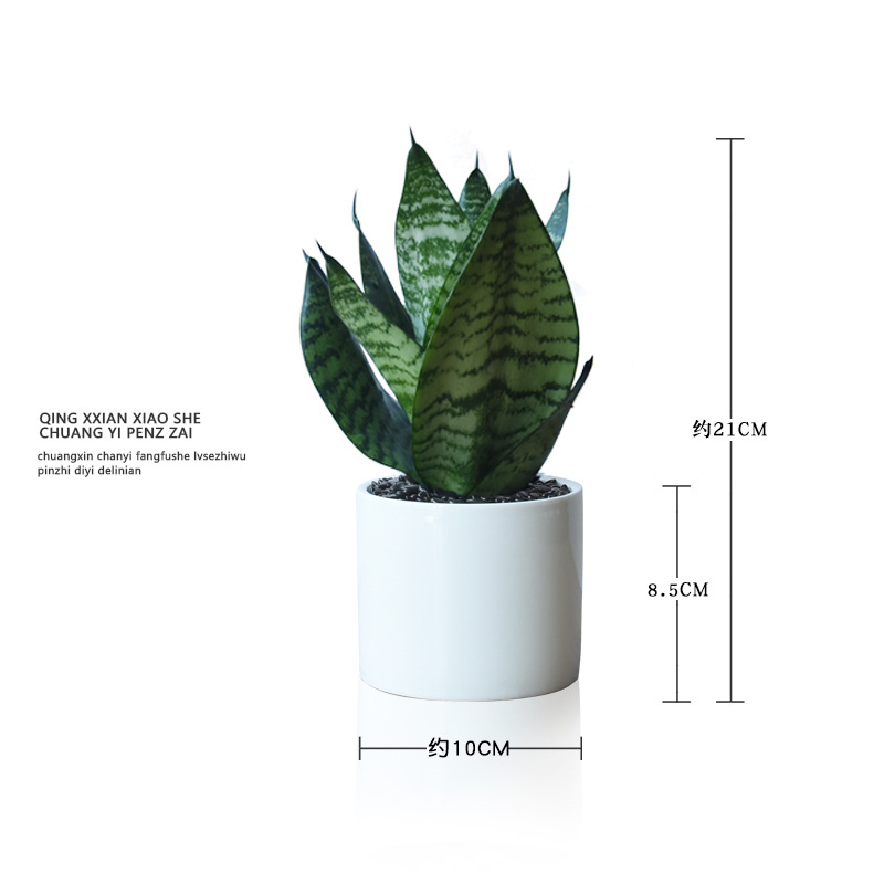 Viento nórdico jade blanco tigre orquídea purificación de aire flor absorción formaldehído planta verde de prevención de la radiación de oficina planta en maceta de sombra