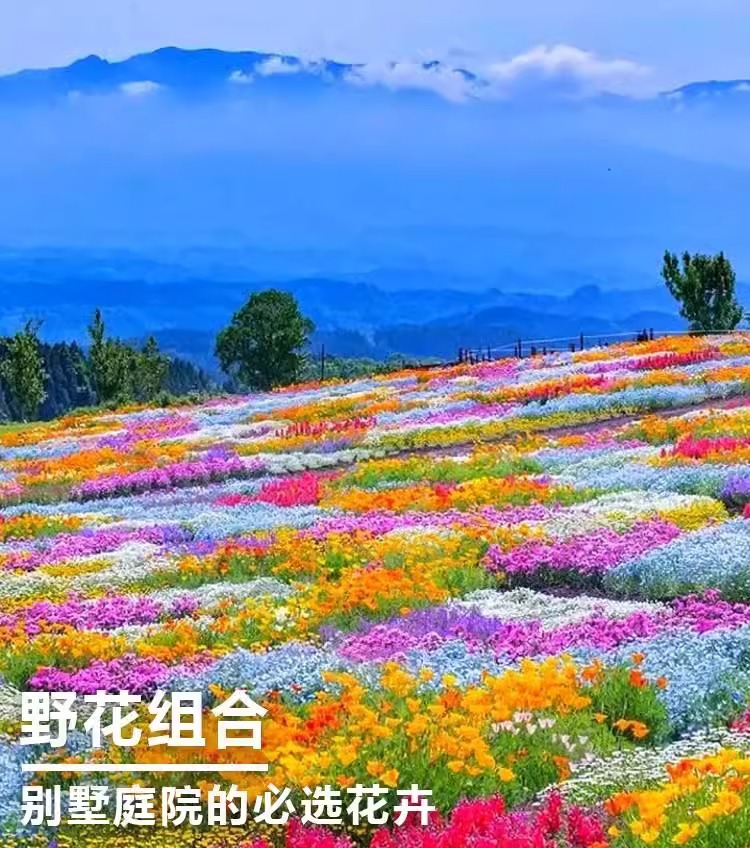 O1CN01BmnsqA1d6hDZ7qkpG_!!2216