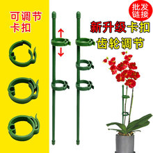 新升级多肉蝴蝶兰专用花架支架植物盆栽花卉造型支撑杆固定护叶架