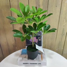 大美仿真鴨掌木裝飾綠植家用室內客廳酒店擺件盆景植高仿真鴨腳木