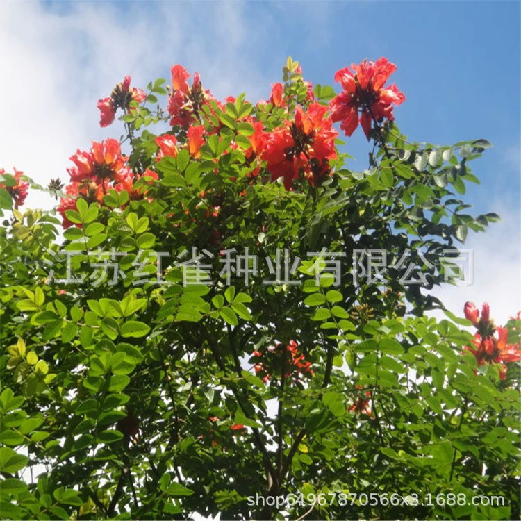 Оптом Качество Пламя Семена Дерева Семена Пламя Австралия Пламя Дерево Завод Семена Леса Оптовая Продажа